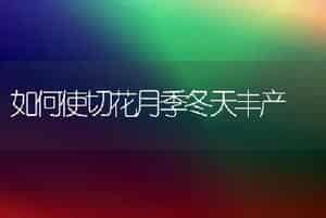 如何使切花月季冬天丰产