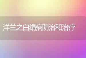 洋兰之白绢病防治和治疗