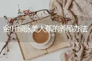 金叶绿脉美人蕉的养殖办法