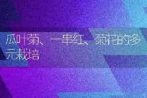 瓜叶菊、一串红、菊花的多元栽培