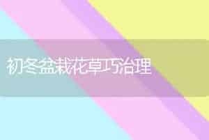 初冬盆栽花草巧治理