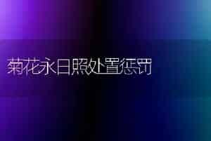 菊花永日照处置惩罚
