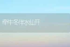 牵牛冬伴水仙开