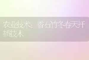 农业技术:香石竹冬春天扦插技术