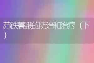 苏铁蓑蛾的防治和治疗（下）