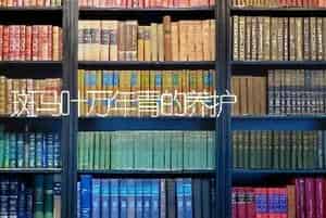 斑马叶万年青的养护