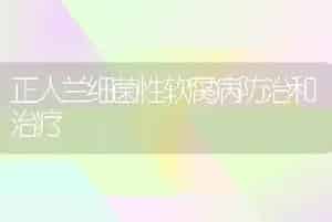 正人兰细菌性软腐病防治和治疗