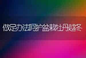 做足办法呵护盆栽牡丹越冬