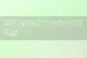 黑色马蹄莲杂交种类的切花临盆(一)