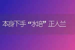 本身下手“水培”正人兰
