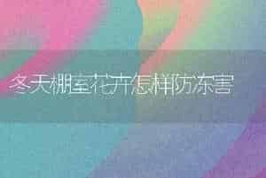 冬天棚室花卉怎样防冻害