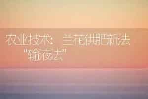 农业技术:兰花供肥新法――“输液法”