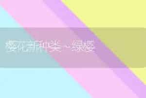 樱花新种类～绿樱