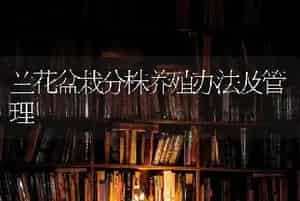兰花盆栽分株养殖办法及管理