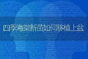 四季海棠新苗如何移植上盆
