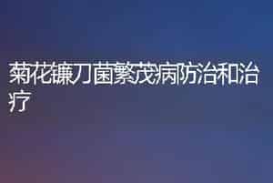 菊花镰刀菌繁茂病防治和治疗