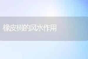 橡皮树的风水作用