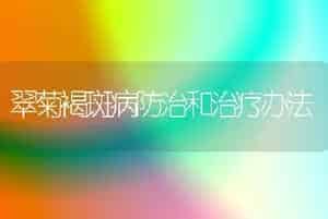 翠菊褐斑病防治和治疗办法