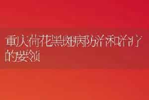 重庆荷花黑斑病防治和治疗的要领
