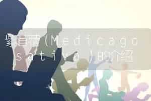 紫苜蓿（Medicago sativa）的介绍