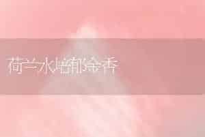 荷兰水培郁金香