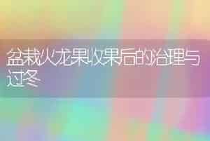 盆栽火龙果收果后的治理与过冬