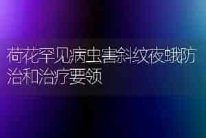 唐菖蒲秋冬天种植技术的要点