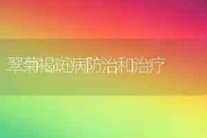 翠菊褐斑病防治和治疗