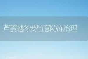 芦荟越冬要留意防冻治理