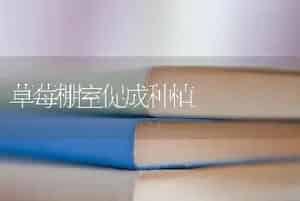草莓棚室促成种植