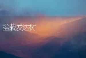 盆栽发达树