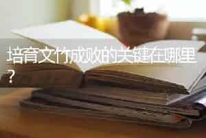 培育文竹成败的关键在哪里？