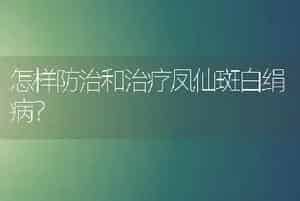 怎样防治和治疗凤仙斑白绢病？