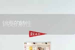 冬末春初养兰的佳期