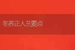 冬养正人兰要点