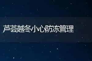 芦荟越冬小心防冻管理