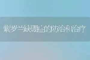 紫罗兰缺硼症的防治和治疗