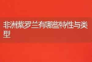 非洲紫罗兰有哪些特性与类型