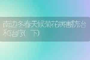 南边冬春天候菊花病害防治和治疗(下)
