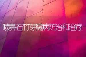 喷鼻石竹芽腐病防治和治疗