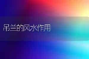吊兰的风水作用