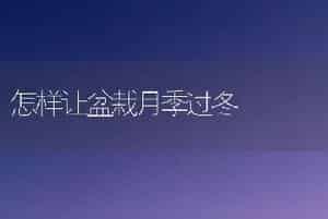 怎样让盆栽月季过冬