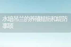 水培吊兰的养殖措施和堤防事项