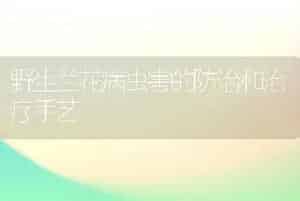 野生兰花病虫害的防治和治疗手艺