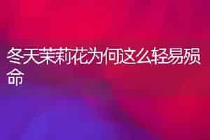 冬天茉莉花为何这么轻易殒命