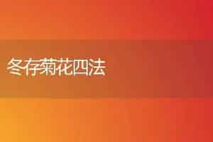 冬存菊花四法