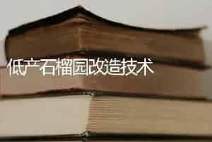 低产石榴园改造技术