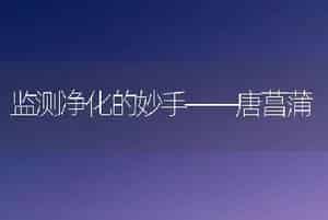 监测净化的妙手――唐菖蒲