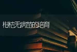 柑桔无病苗的培育