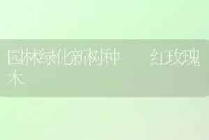 园林绿化新树种――红玫瑰木
